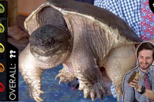 Pet Common Snapping Turtle 9