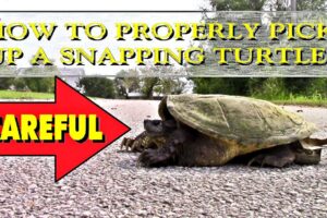 How Pick Up Large Common Snapping Turtles 2