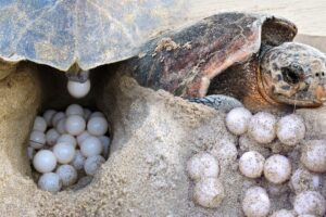 Where Do Green Sea Turtles Lay Their Eggs 1