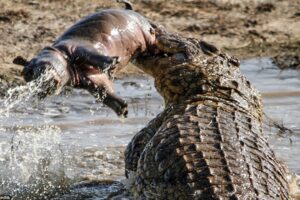 Crocodile Eating : Hippo , Boar , Turtle 8