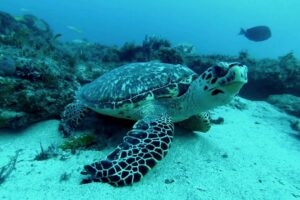 What Protects The Hawksbill Sea Turtle From Sharks 9