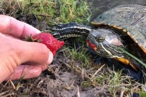 Can Painted Turtles Eat Strawberries 9