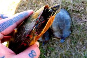 How To Tell How Old A Painted Turtle Is 8