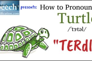 How To Pronounce Turtle In English 6