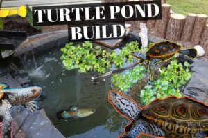 How To Build A Pond - Info Turtle 2