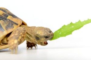 How Do You Know When A Turtle Is Hungry? 2