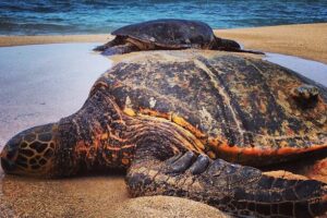 Ultimate Guide To Turtle Beach Oahu (2023) 3