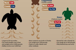 Where Do Green Sea Turtles Nest 7