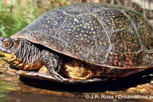 Blanding's Turtle - New Hampshire Fish And Game Department 1