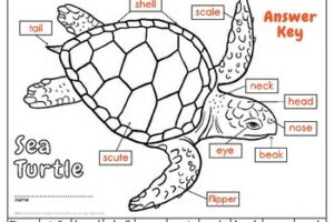 Label A Sea Turtle! {Body Parts Diagram} 5