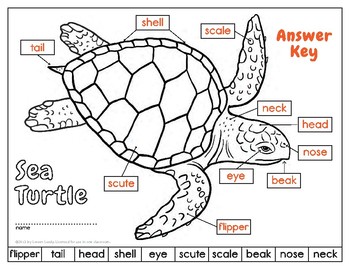 Label A Sea Turtle! {Body Parts Diagram}