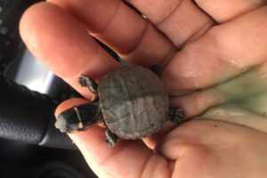 When Do Painted Turtles Hatch 2