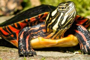 Are Painted Turtles Poisonous 10