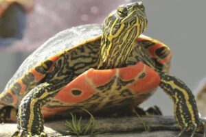 Are Painted Turtles Good Pets 10