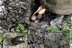 How Big Are Painted Turtle Eggs 5