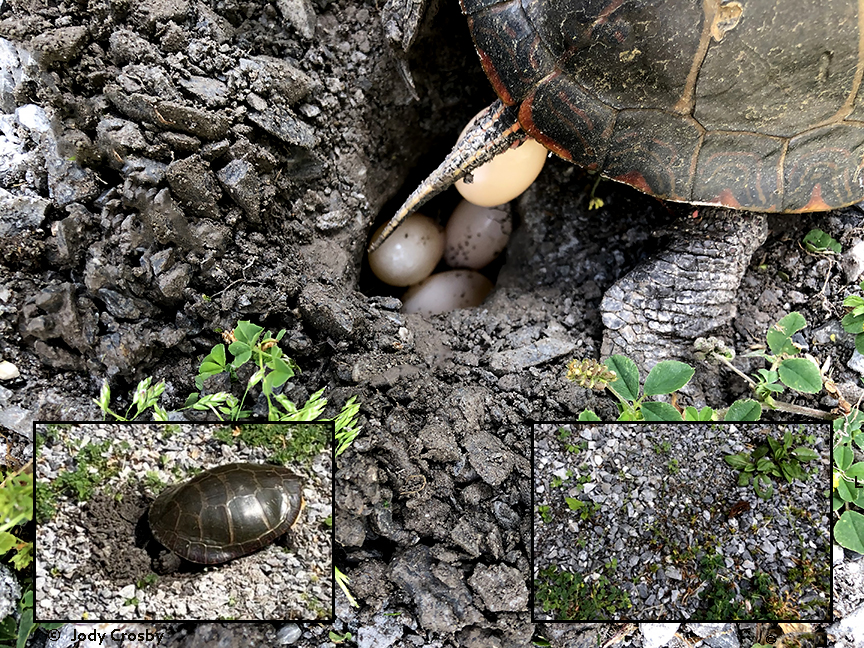 When Do Painted Turtles Eggs Hatch