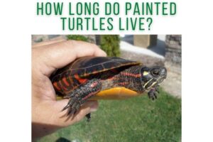 How Long Do Painted Turtles Live In Captivity 8