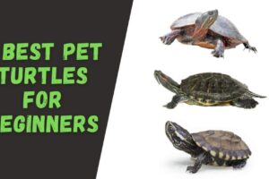 Best Pet Turtle Species For Beginners 6