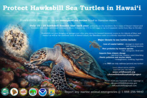 Why Should We Save The Hawksbill Sea Turtle 5