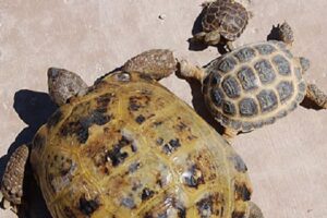 How Old Is My Russian Tortoise 5