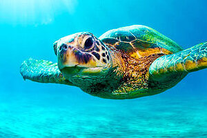 Are Loggerhead Sea Turtles Native To The Key West 3