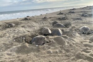 How To See Olive Ridley Sea Turtle Nesting At Escobilla Beach 7