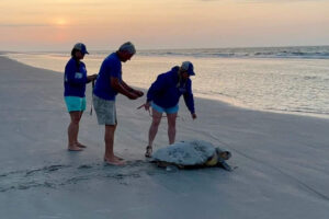 Explore South Carolina's Coast On A Sea Turtle Patrol 8