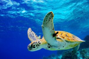 5 Things You Should Know About Sea Turtle Season 1