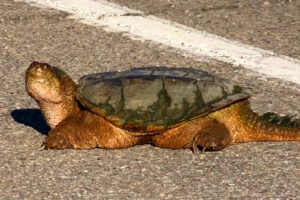 Do Common Snapping Turtles Travel Far 10