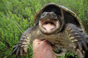 Do Kansas Wild Caught Common Snapping Turtles Have To Hibernate 8