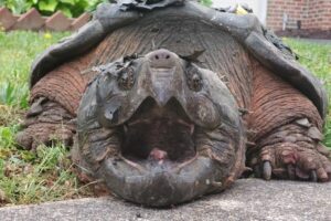 Is The Common Snapping Turtle Endangered 1