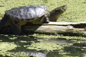 Do Common Snapping Turtle Go Into Vegitation 9