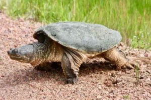 How Fast Does A Common Snapping Turtle Grow 4