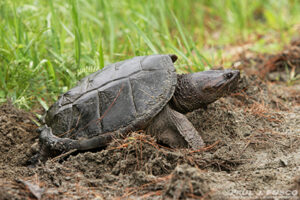 How Do Common Snapping Turtles Protect Themselves 2