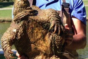 How Large Does A Male Common Snapping Turtle Get 2