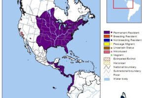 Where Does The Common Snapping Turtle Live 6