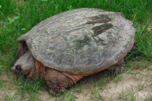 How Big Can A Common Snapping Turtle Get 6