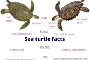 Fun Facts About Hawksbill Sea Turtles 5