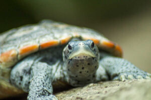 Our Taste For Turtle Soup Nearly Wiped Out Terrapins 3