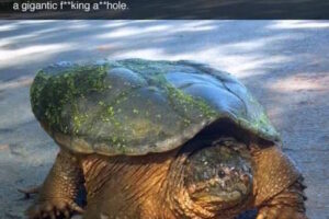 The Story Of Frank: A Snapping Turtle With A Serious Attitude 1