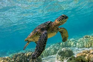 Are Green Sea Turtles Still Endangered? 2