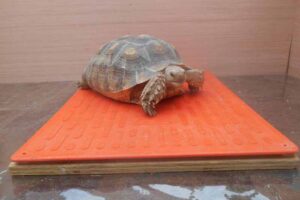 How To Keep Tortoise Warm In Winter 2