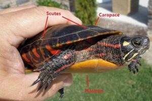 How Fast Do Painted Turtles Grow 10