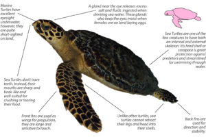 Do Hawksbill Sea Turtles Have Gills 1