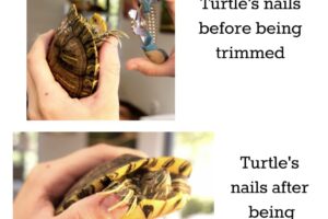 How To Cut Tortoise Nails 1