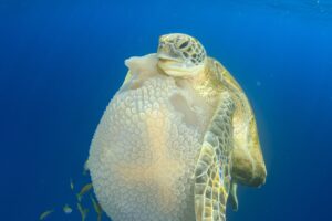 How Do Green Sea Turtles Move? 6