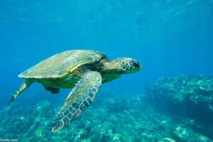 Turtle Town Maui | The 7 Species Of Sea Turtles 9