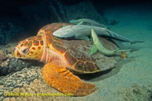 What Are Loggerhead Sea Turtles Predators 8