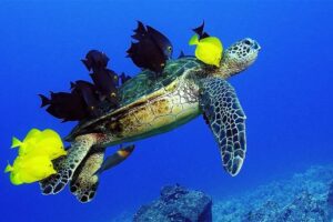 What Animals Live With Green Sea Turtles 5