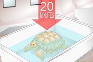 How Often Should I Bathe My Tortoise 6